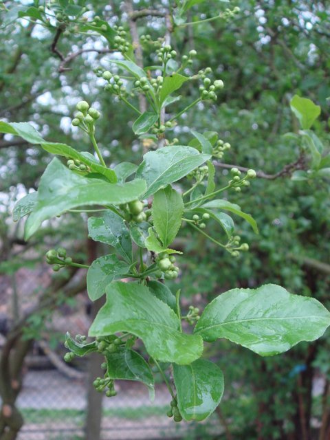 Euonymus americanus 'Angustifolius' fleur P2C